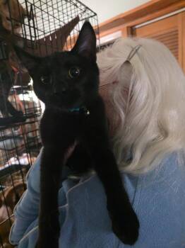 Teddy E -  Domestic Short Hair Cat for Adoption in Thompson Falls, Montana - Teddy E | PetCurious