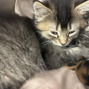 Dipper -  Domestic Short Hair Cat for Adoption in Philadelphia, Pennsylvania - Dipper | PetCurious