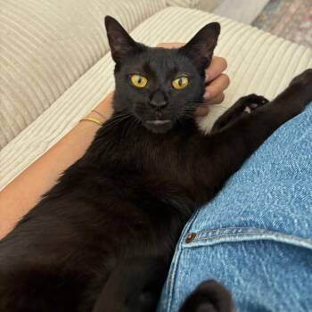 Neverland -  Domestic Short Hair Cat for Adoption in Evanston, Illinois - Neverland | PetCurious