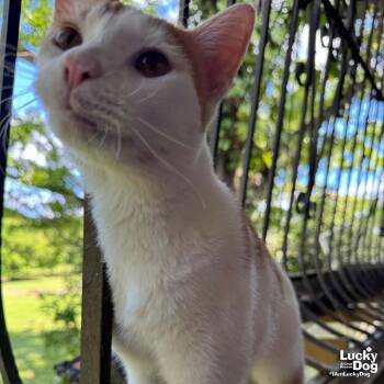Domestic Short Hair Cats Available for Adoption in Washington, District Of Columbia - Tom | PetCurious