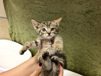 TIGRIS -  Domestic Short Hair Cat for Adoption in Riverside, California - TIGRIS | PetCurious
