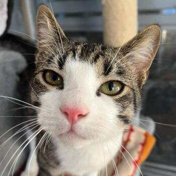 Cosmo -  Domestic Short Hair Cat Available for Adoption in Aldie, Virginia - Cosmo | PetCurious