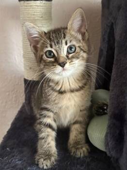 Rescue Domestic Short Hair and Tabby Cats for Adoption in Fort Lauderdale, Florida - Kit Kat | PetCurious