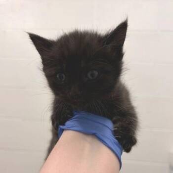 Domestic Short Hair Cats Available for Adoption in Marshall, Virginia - Benson | PetCurious
