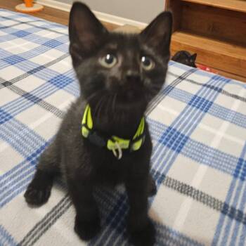 Domestic Short Hair Cats Available for Adoption in Fairway, Kansas - Whitaker | PetCurious