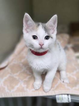 Lemon -  Domestic Short Hair Cat for Adoption in Westland, Michigan - Lemon | PetCurious