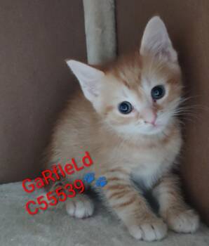 Garfield -  Domestic Short Hair Cat for Adoption in Clarksville, Tennessee - Garfield | PetCurious