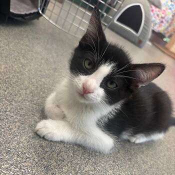 Cosmos -  Domestic Short Hair Cat for Adoption in Brockton, Massachusetts - Cosmos | PetCurious