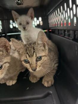 MITSUKI -  Domestic Short Hair Cat for Adoption in Fort Walton Beach, Florida - MITSUKI | PetCurious