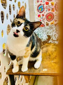 Marsala -  Domestic Short Hair Cat for Adoption in Cumberland, Maine - Marsala | PetCurious