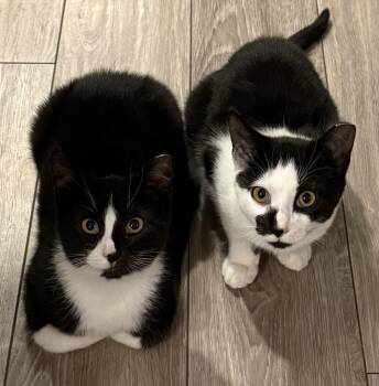 American Shorthair Cats Available for Adoption - Puff And Skippy | PetCurious