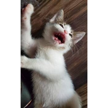 Rumble Rex 11 -  Domestic Short Hair Cat Available for Adoption in Austin, Texas - Rumble Rex 11 | PetCurious