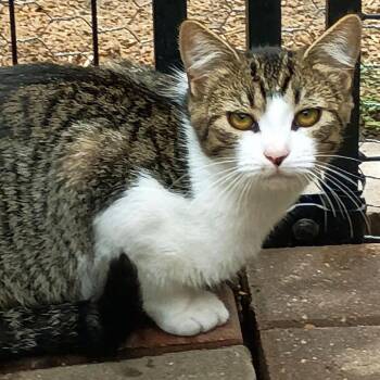 Domestic Short Hair Cats Available for Adoption - Cecelia | PetCurious