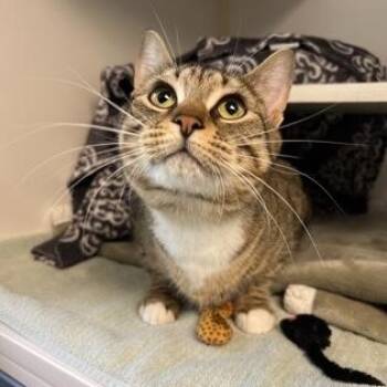 Mazzy -  Domestic Short Hair Cat for Adoption in Bellingham, Washington - Mazzy | PetCurious