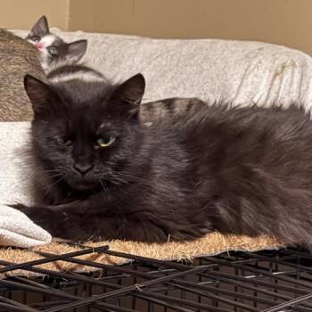 Astra Lichens (Mother) -  Domestic Long Hair Cat for Adoption in Woodstock, Virginia - Astra Lichens (Mother) | PetCurious