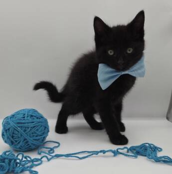 Domestic Short Hair and Bombay Cats Available for Adoption in Magnolia Springs, Alabama - Dodger | PetCurious
