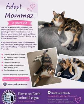 Mommaz -  Calico Cat Available for Adoption in Fort Myers, Florida - Mommaz | PetCurious