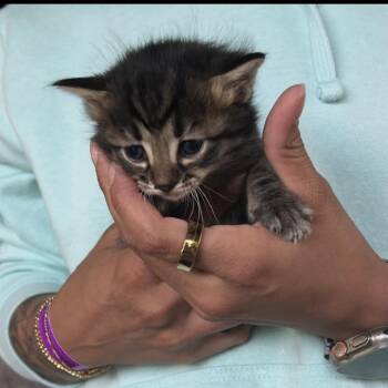Delilah -  Domestic Short Hair Cat for Adoption in Ferndale, Michigan - Delilah | PetCurious