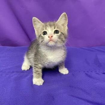 Domestic Short Hair Cats Available for Adoption in North Myrtle Beach, South Carolina - Judith | PetCurious