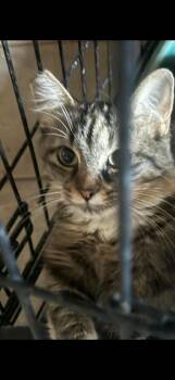 Cotton Mouth -  Tabby Cat for Adoption in Las Vegas, Nevada - Cotton Mouth | PetCurious