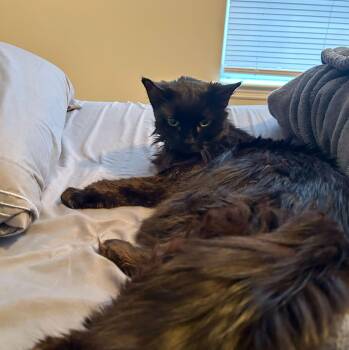 Spanky -  Domestic Medium Hair Cat for Adoption in Columbia, South Carolina - Spanky | PetCurious