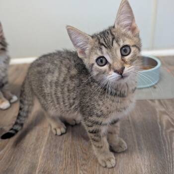 Malcolm -  Domestic Short Hair Cat for Adoption in Waynesville, North Carolina - Malcolm | PetCurious