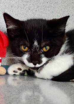 Gardenia -  Domestic Short Hair Cat for Adoption in Montgomery, New Jersey - Gardenia | PetCurious