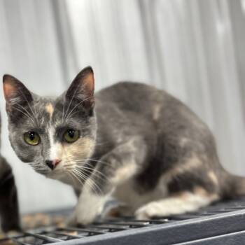 Rescue Domestic Short Hair Cats for Adoption in Enfield, New Hampshire - Julia | PetCurious