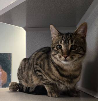 Rescue Domestic Long Hair Cats for Adoption in Viroqua, Wisconsin - Candy Corn | PetCurious