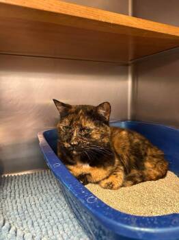 Domestic Short Hair Cats Available for Adoption in Wilmington, North Carolina - Dottie | PetCurious