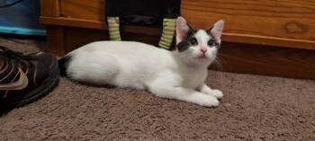 Rescue Domestic Short Hair Cats for Adoption in West Mifflin, Pennsylvania - Magma | PetCurious