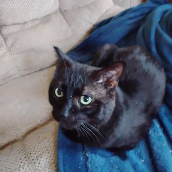 Smokey -  Domestic Short Hair Cat Available for Adoption in Springfield, Massachusetts - Smokey | PetCurious