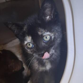 Coraline -  Domestic Short Hair Cat for Adoption in Fort Bragg, California - Coraline | PetCurious