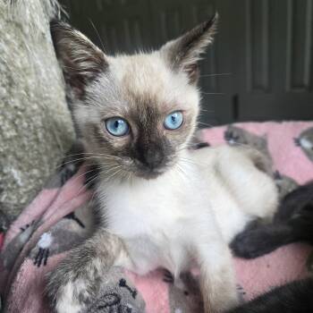 Rescue Siamese Cats for Adoption in Los Angeles, California - Sadie | PetCurious
