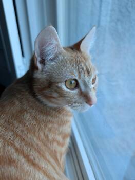 Domestic Short Hair Cats Available for Adoption in Lincoln, California - Mattress | PetCurious