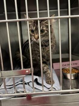 Tahini -  Domestic Medium Hair and Domestic Short Hair Cat for Adoption in Fishers, Indiana - Tahini | PetCurious