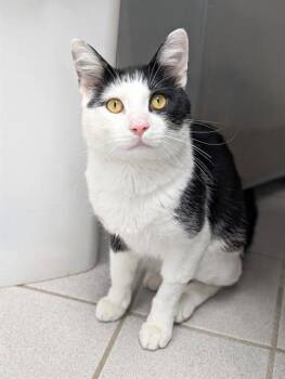 KITKAT -  Domestic Short Hair Cat for Adoption in Canfield, Ohio - KITKAT | PetCurious