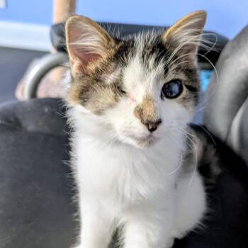 Domestic Long Hair Cats Available for Adoption in Marysville, Ohio - Kramer | PetCurious