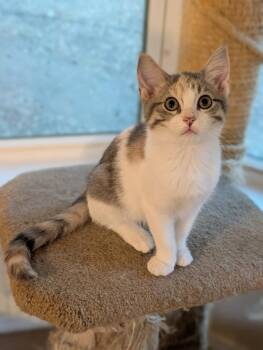 Ethel 7555 -  Domestic Short Hair Cat for Adoption in Dallas, Texas - Ethel 7555 | PetCurious