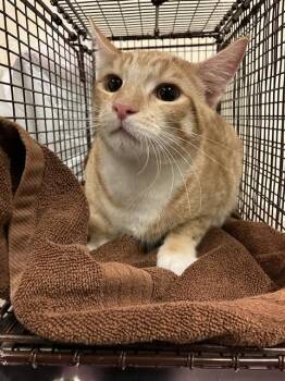 STRIPES -  Domestic Short Hair Cat for Adoption in Long Beach, California - STRIPES | PetCurious