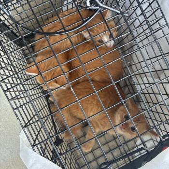 SnoCone- pending -  Domestic Short Hair Cat for Adoption in Huntington, West Virginia - SnoCone- Pending | PetCurious
