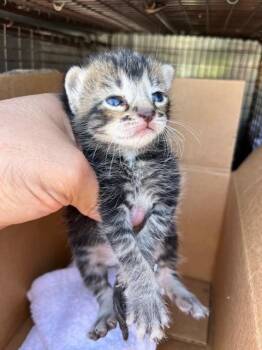 Domestic Short Hair Cats Available for Adoption - MARK | PetCurious