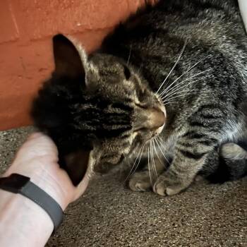 Chris (Colton) -  Domestic Short Hair Cat for Adoption in Sarasota, Florida - Chris (Colton) | PetCurious