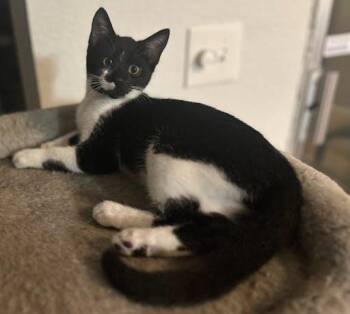 Rescue Tuxedo and Domestic Short Hair Cats for Adoption in Sacramento, California - Tofu | PetCurious