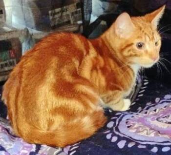 Domestic Short Hair Cats Available for Adoption - Buckley | PetCurious