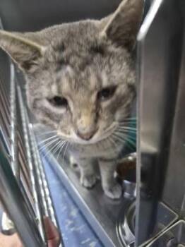 Domestic Short Hair Cats Available for Adoption in Simcoe, Ontario - Freddy | PetCurious