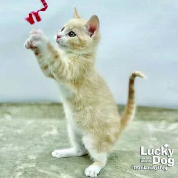 Domestic Short Hair Cats Available for Adoption in Washington, District Of Columbia - Leonardo | PetCurious