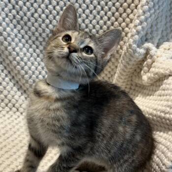 Rocks -  Domestic Short Hair Cat for Adoption in Matteson, Illinois - Rocks | PetCurious