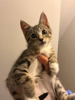Domestic Short Hair Cats Available for Adoption in Wheaton, Illinois - Smore | PetCurious