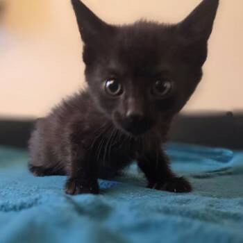 Oak -  Domestic Short Hair Cat for Adoption in Oakland, California - Oak | PetCurious